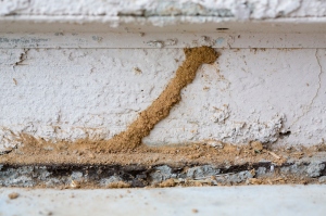 Termites Mud Tube